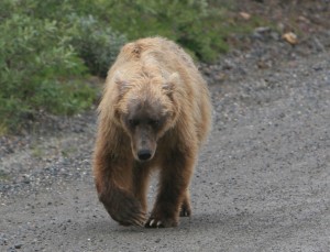 grizzly-a1