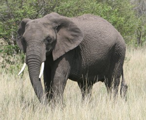 jumbo "Make them think you're weak when you're strong."